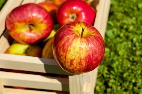 Frisch geerntete Äpfel in einer Holzkiste. Was ist most? Saftige, rote und gelbe Äpfel, bereit für die Saftpresse.