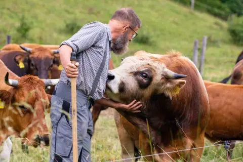 Ein Bauer streichelt eine Kuh der Rasse Murnauer-Werdenfelser auf einer grünen Weide.