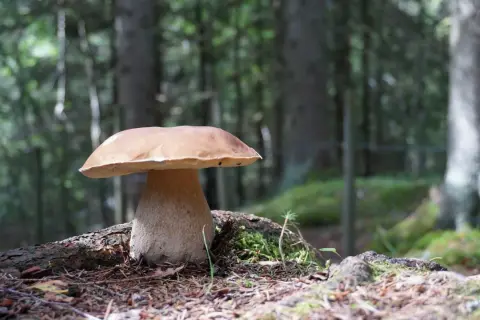 Ein prächtiger Steinpilz steht im Wald. Die beste Zeit, wann gibt es Steinpilze, ist oft nach warmen, feuchten Perioden im Spätsommer und Herbst.