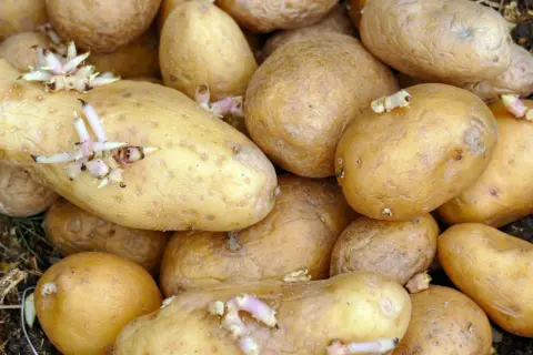Nahaufnahme von Kartoffeln, die ausgetrieben haben. Die Keime sind weiß und rosa und wachsen aus den Augen der Kartoffeln.