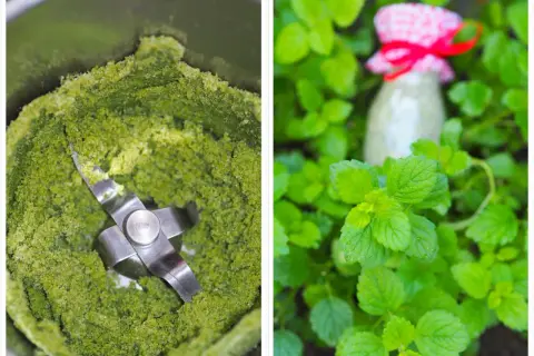 Grüner Brei im Mixer und ein Glas mit roter Schleife inmitten von Zitronenmelisse. Ideen für Rezepte mit Zitronenmelisse.